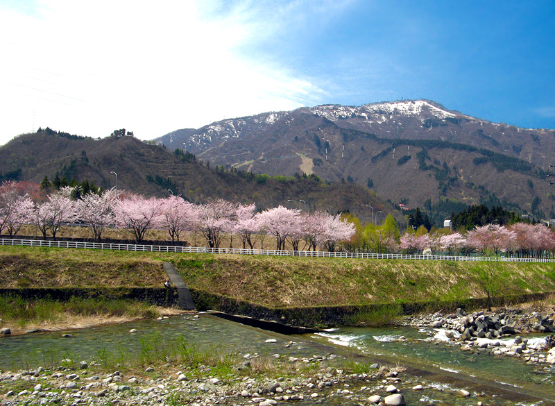 桜旅4/29版パート３　湯沢町中央公園その１_f0088429_1344820.jpg