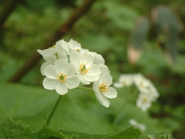 すべての美しい花の画像 ロイヤリティフリー山 荷葉 花 言葉