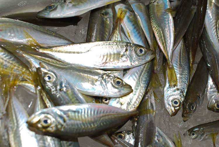 小鯵 豆鯵 コチラでは ジンダ 又は ジンダゴ と呼びます 魚屋三代目日記 小鯵 豆鯵 コチラでは ジンダ 又は ジンダゴ と呼びます 魚屋三代目日記