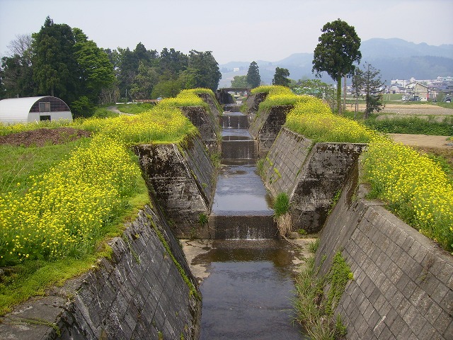 八色つつじ_a0084753_14392287.jpg