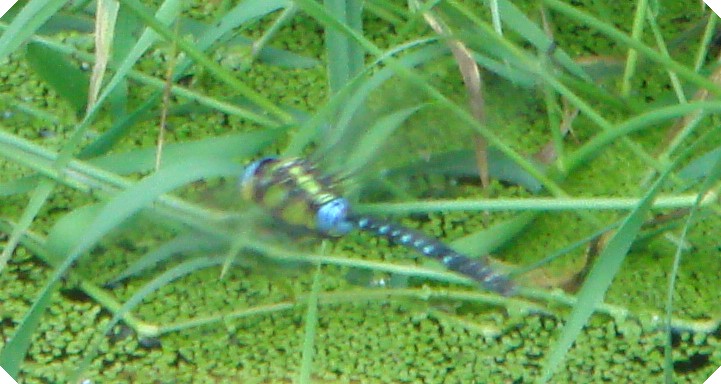c0108460_18592626.jpg