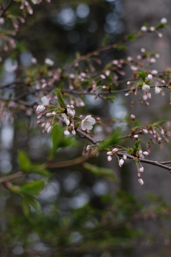 篠路神社の桜シリーズ_f0126483_1141.jpg