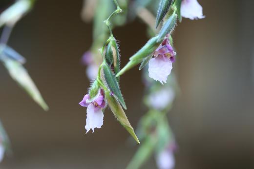 ちょっと珍しい植物 えるだま 世界の国から ちょっと珍しい植物 えるだま 世界の国から