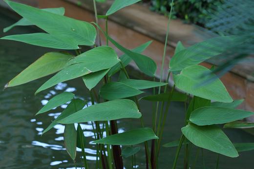 ちょっと珍しい植物 えるだま 世界の国から