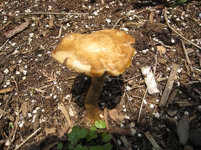 e0109202_10442231.jpg