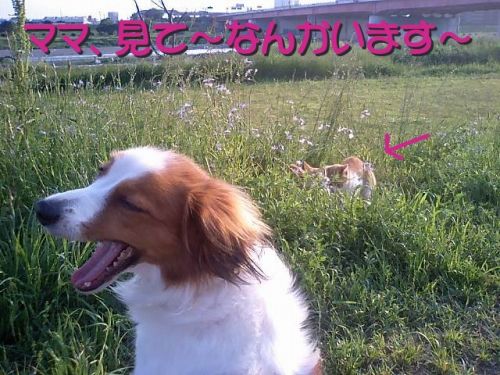 新緑の候。_c0065512_22131213.jpg