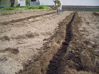 丸なすの苗を植えました。_a0102013_18331499.jpg