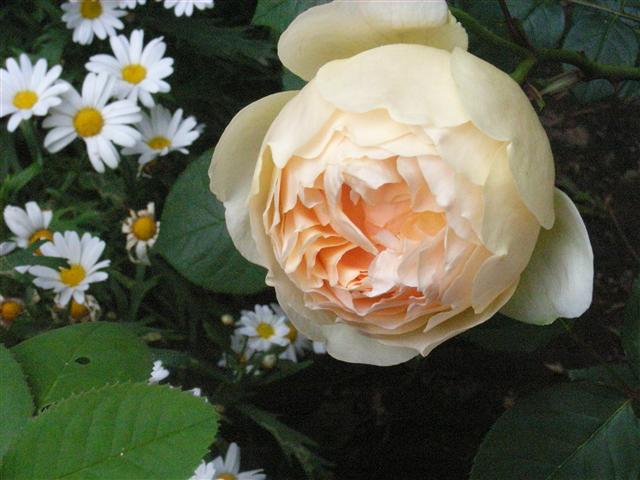 c0039428_1344265.jpg