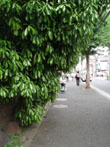 ＊学生の頃の、、幼い自分が、今の自分を 目を細めて見ていた_a0030038_10191419.jpg