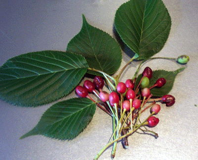 b0037160_152620.gif