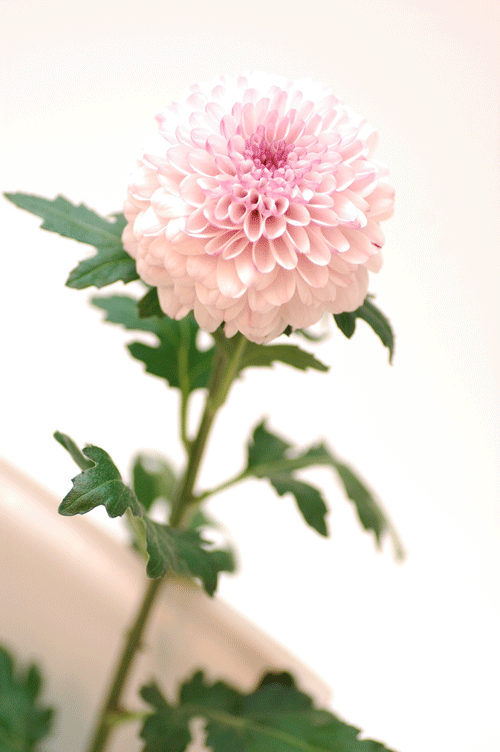 菊 ピンポンマム 薄桃 5本1000円 1本0円 花 素材