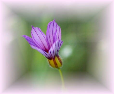 可憐な野の花、ニワゼキショウ_d0102968_725877.jpg