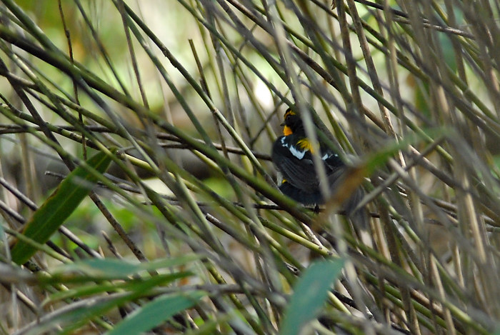 キビタキ_f0053272_12291577.jpg