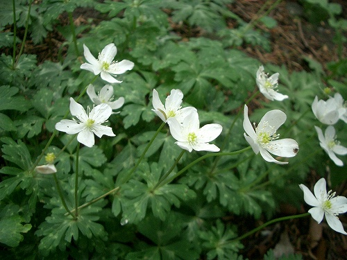 ニリンソウ(二輪草)_c0085874_13422223.jpg