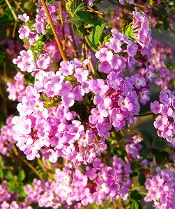 c0078480_22242416.jpg