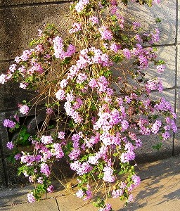 c0078480_22245846.jpg