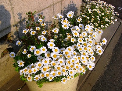 c0078480_2251534.jpg