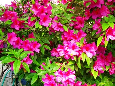 c0078480_23103460.jpg