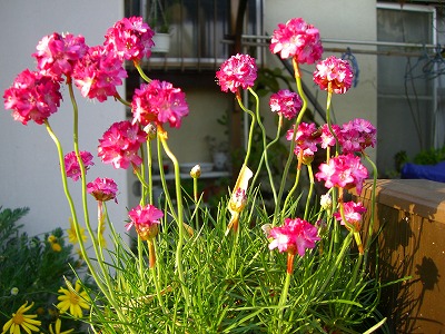 c0078480_2374020.jpg