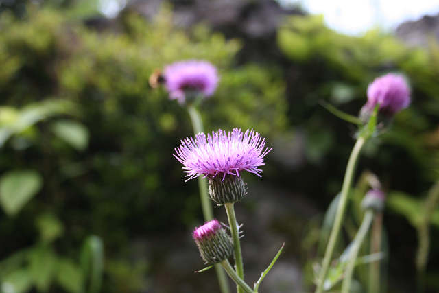 東鳳翩山。。。_f0082181_23283128.jpg