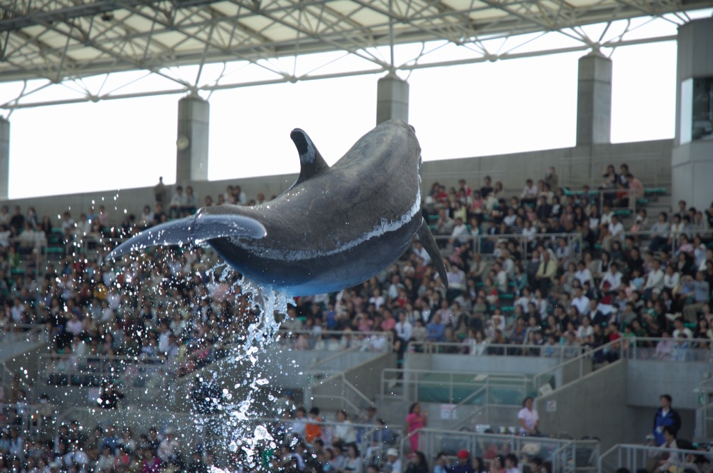 名古屋港水族館（１）　イルカ達の超パフォーマンス編_c0099085_2302030.jpg