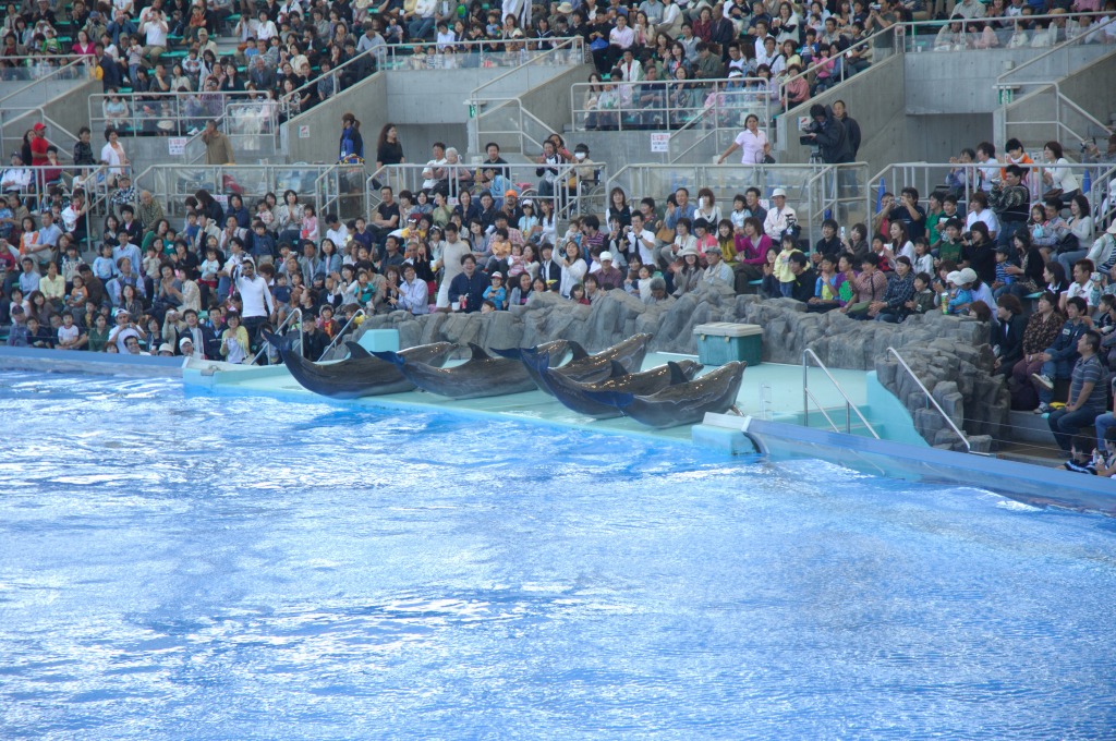 名古屋港水族館（１）　イルカ達の超パフォーマンス編_c0099085_230310.jpg