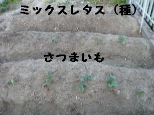 e0110089_08728.jpg