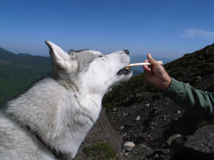 ５月１４日　ツツジはまだかいな～♪ｉｎ　Ｍｔ．Ｔａｋａｃｈｉｈｏ_c0049299_12254225.jpg