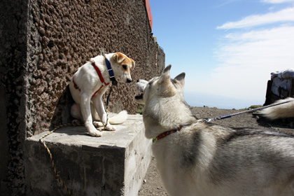 5月14日 ツツジはまだかいな~♪in Mt.Takachiho_c0049299_1227732.jpg
