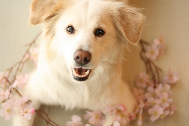 高野健一 さくら のpvが見られます Sakura Kenichi Takano Pv On The Net Islay And Pals アイラと素敵な仲間達blog Islay The Mutt 高野健一 さくら のpvが見られます Sakura Kenichi Takano Pv On The Net Islay And Pals アイラと素敵な仲間達blog Islay The Mutt