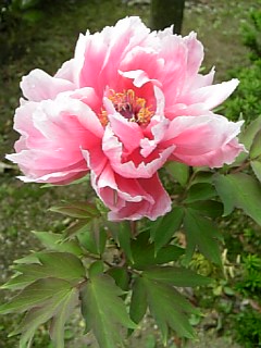 e0098908_2259107.jpg