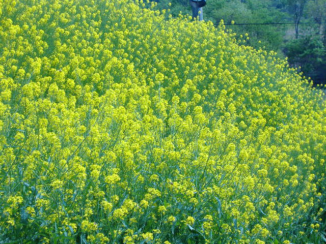 春を呼ぶ「菜の花」牡鹿にも綺麗に咲いていますよ！_d0112533_9341779.jpg