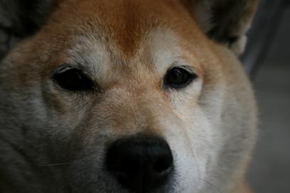 目の保養_c0049950_2050530.jpg