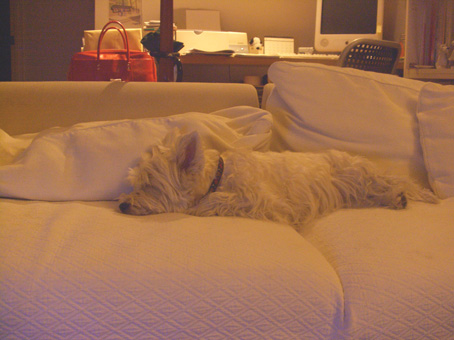 on sofa_b0107163_342531.jpg