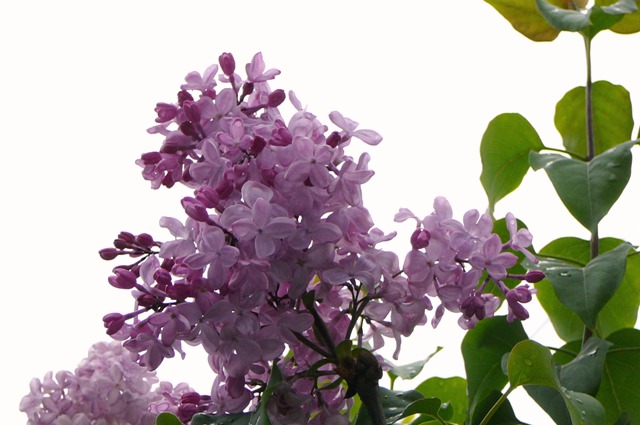 d0042474_23501145.jpg