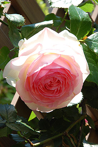 e0088576_11225864.jpg