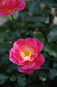 e0088576_11261196.jpg