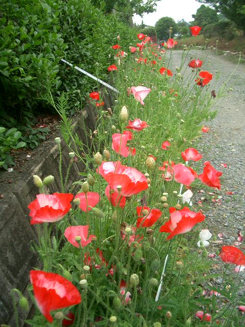 お向かいさんの花壇_f0133776_845465.jpg