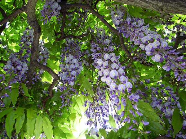 White & Violet_e0082981_20354045.jpg