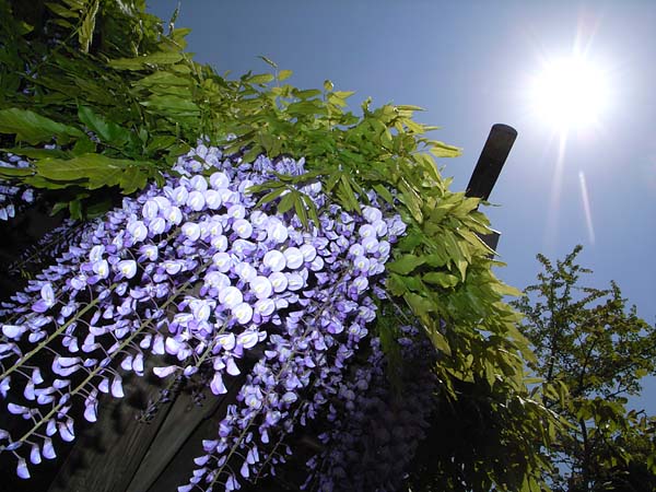 White & Violet_e0082981_20364998.jpg