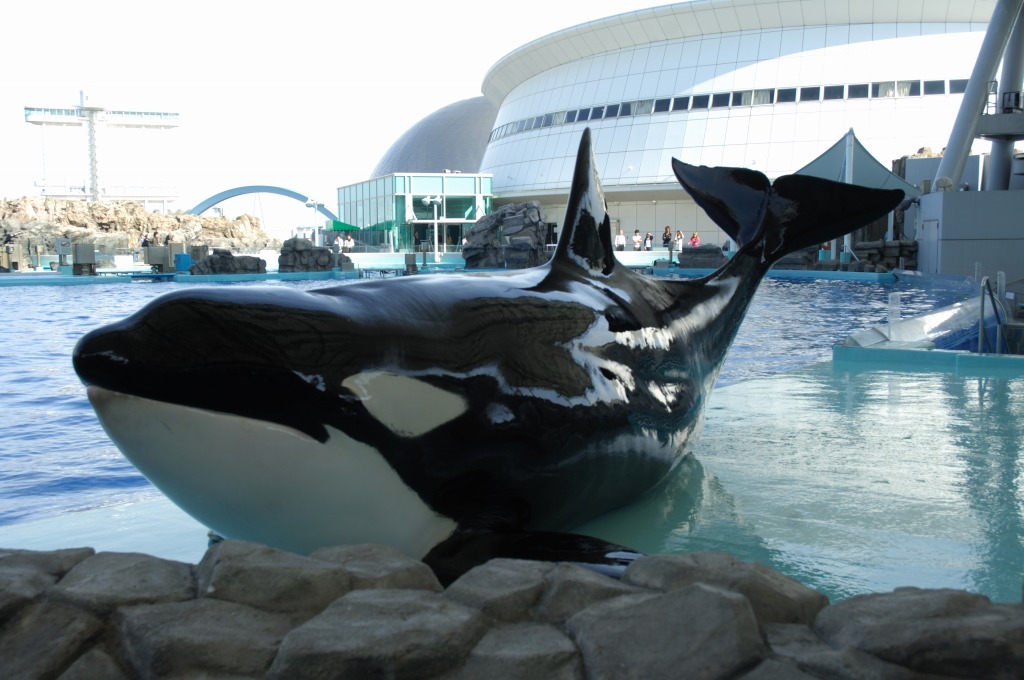 名古屋港水族館（２）　シャチのクーの超トレーニング編_c0099085_23153267.jpg