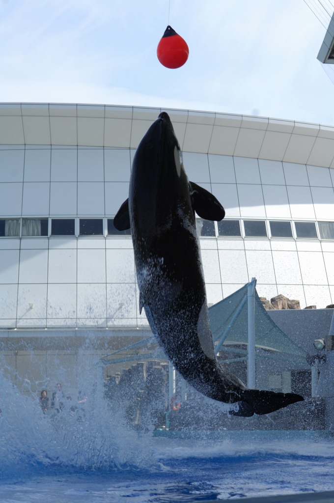 名古屋港水族館（２）　シャチのクーの超トレーニング編_c0099085_23162865.jpg