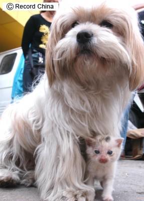 涙の秘話、子犬が救った子猫の命―山東省青島市_c0092189_18583938.jpg