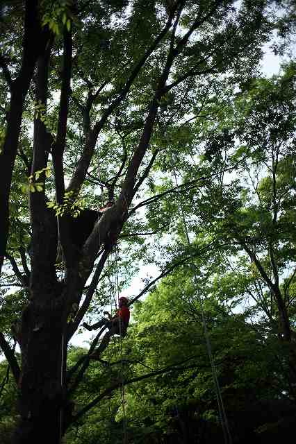 見上げてごらん　in日比谷公園_b0097892_9123751.jpg