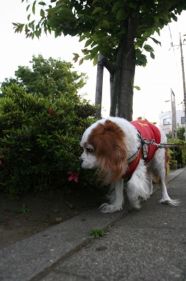 Dog Walk。_b0072515_05524.jpg