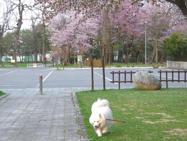  （続編）〜桜とツツジの公園散策〜_a0057237_1612558.jpg