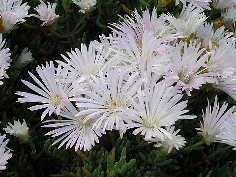 赤い花 白い花 マツバギクとカタバミ 風に吹かれて