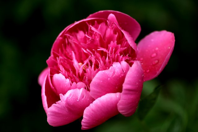 雨の中の芍薬_f0044056_1848285.jpg