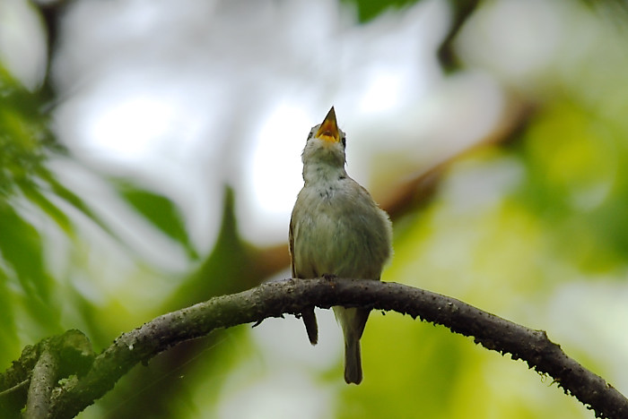 コサメビタキ_f0053272_1461852.jpg