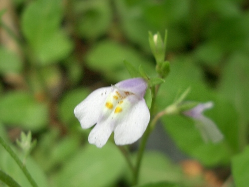 トキワハゼ(常盤はぜ、常盤黄櫨)_c0085874_12191938.jpg